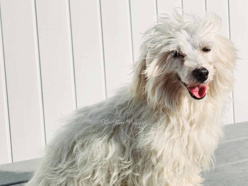 TTP Jojo Jr, our Maltese sire in Indiana.