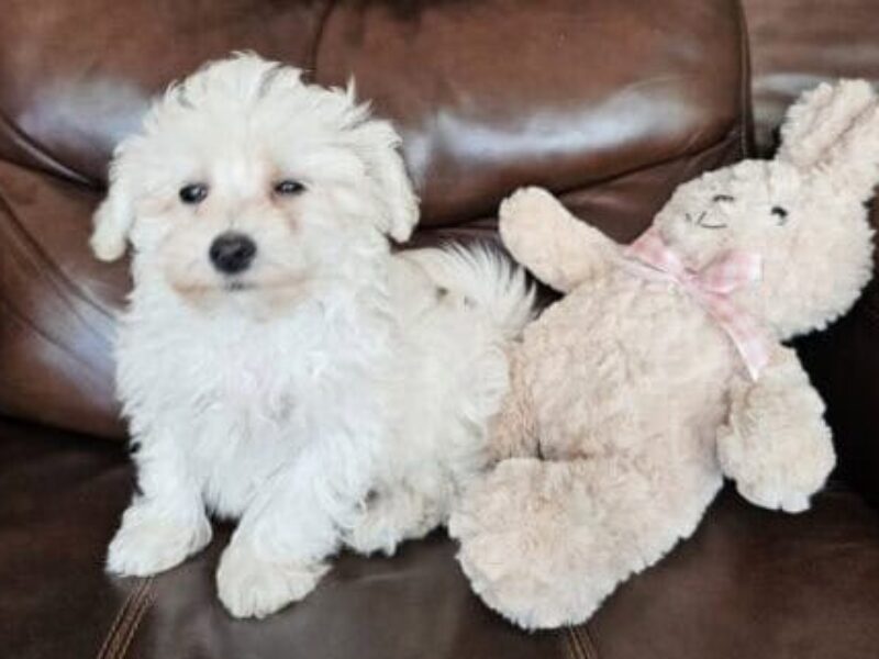 TTP Jojo Jr-Graycie Malti Poo image