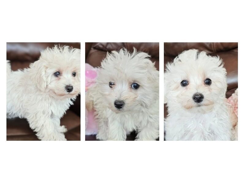 TTP Jojo Jr-Graycie Malti Poo image