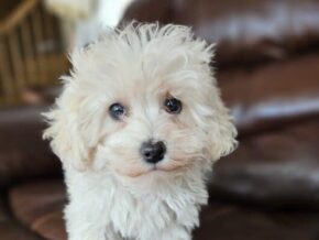 Photo of Maltipoo Boy 2