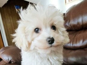 Photo of Maltipoo Boy 2