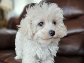 Photo of Maltipoo Boy 2