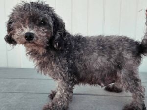 Graycie, our Poodle Toy dam at TomTom Puppy