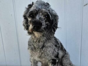 Isla Bonita, our Poodle Toy dam at TomTom Puppy