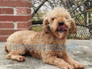 Moyen Red Boy, our Poodle Toy sire at TomTom Puppy