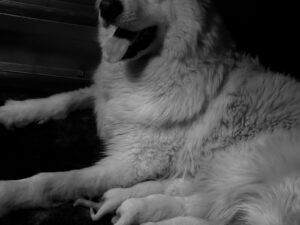 Into Legrey, our Samoyed dam at TomTom Puppy