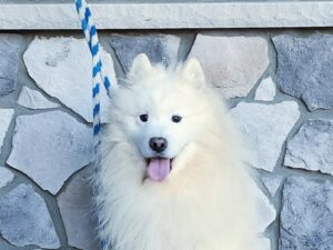 Sammy, our Samoyed sire at TomTom Puppy