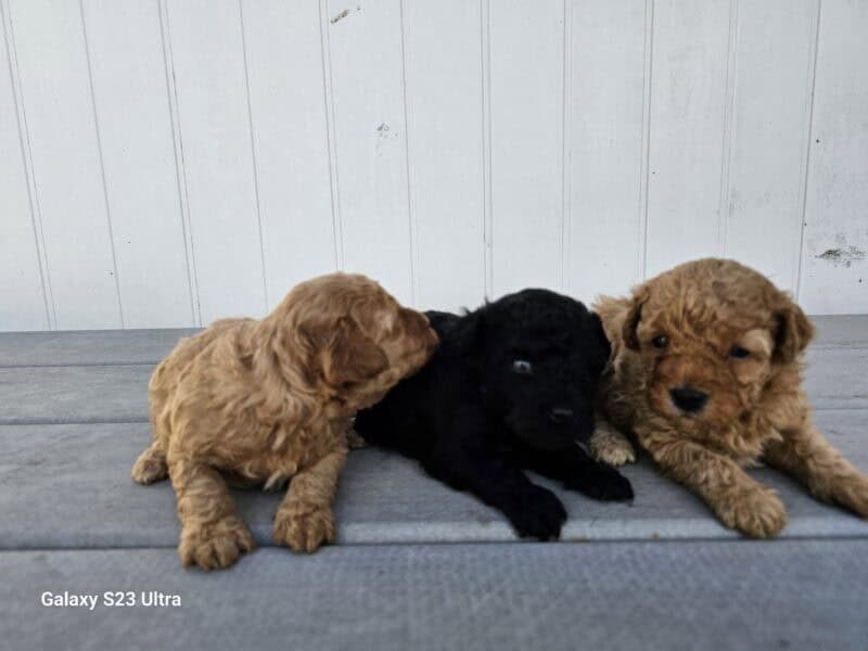 Moyen Red Boy-Isla Bonita Toy Poodle image