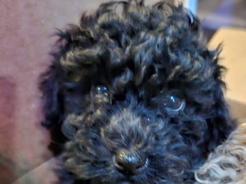 Phoenix, a black Toy Poodle puppy in Indiana.