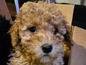 Tanner at TomTom Puppy