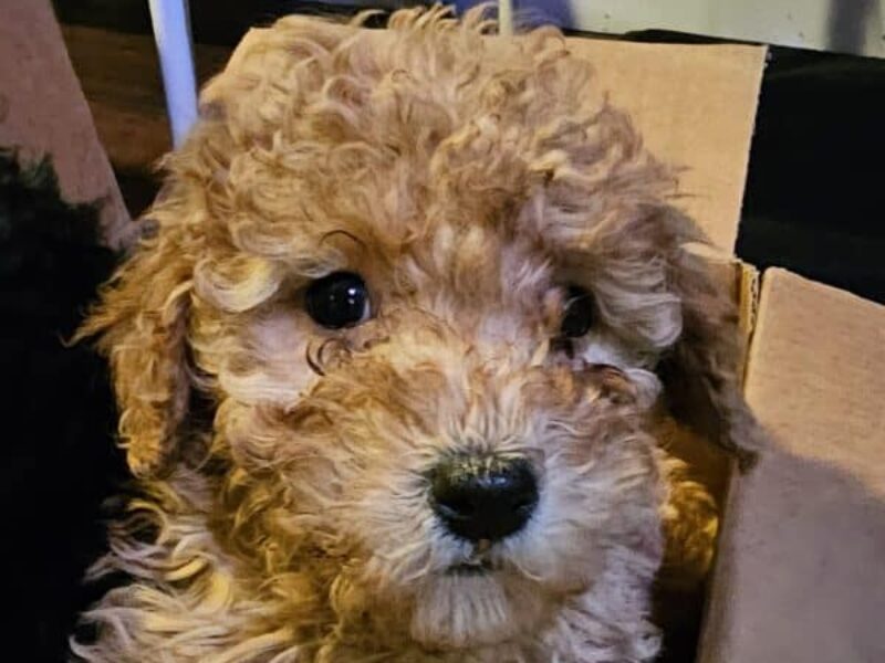 Tanner, a red Toy Poodle puppy in Indiana.