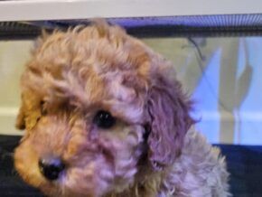 Tanner at TomTom Puppy
