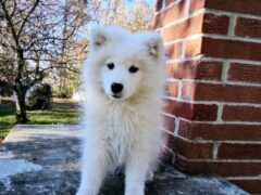 Image for Sammy-Into Legrey Samoyed